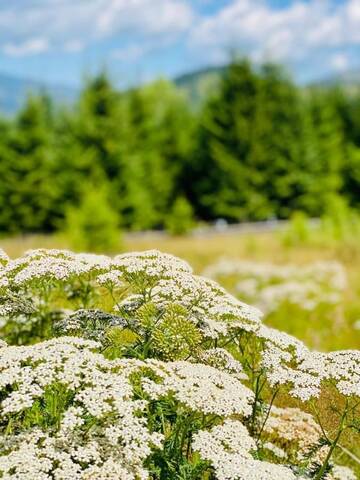 Фото номера Шале с двумя спальнями Шале CABANA CEITREI - MOUNTAIN VIEW GIUMALAU г. Cozăneşti 10